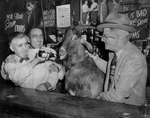 earwig billy cianis and his drinking goat